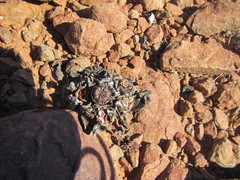 Pleiospilos compactus