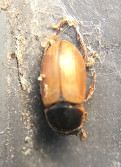 Melinopterus
