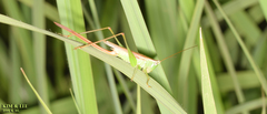 Conocephalus exemptus