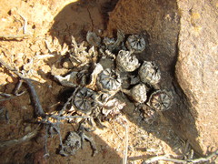 Pleiospilos compactus