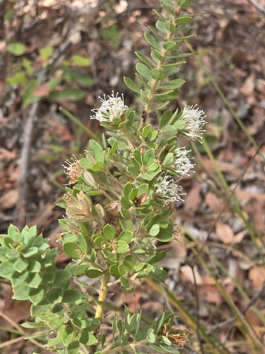 Image of Hakea ruscifolia by (c) Jay-Jay Werny, some rights reserved (CC BY)