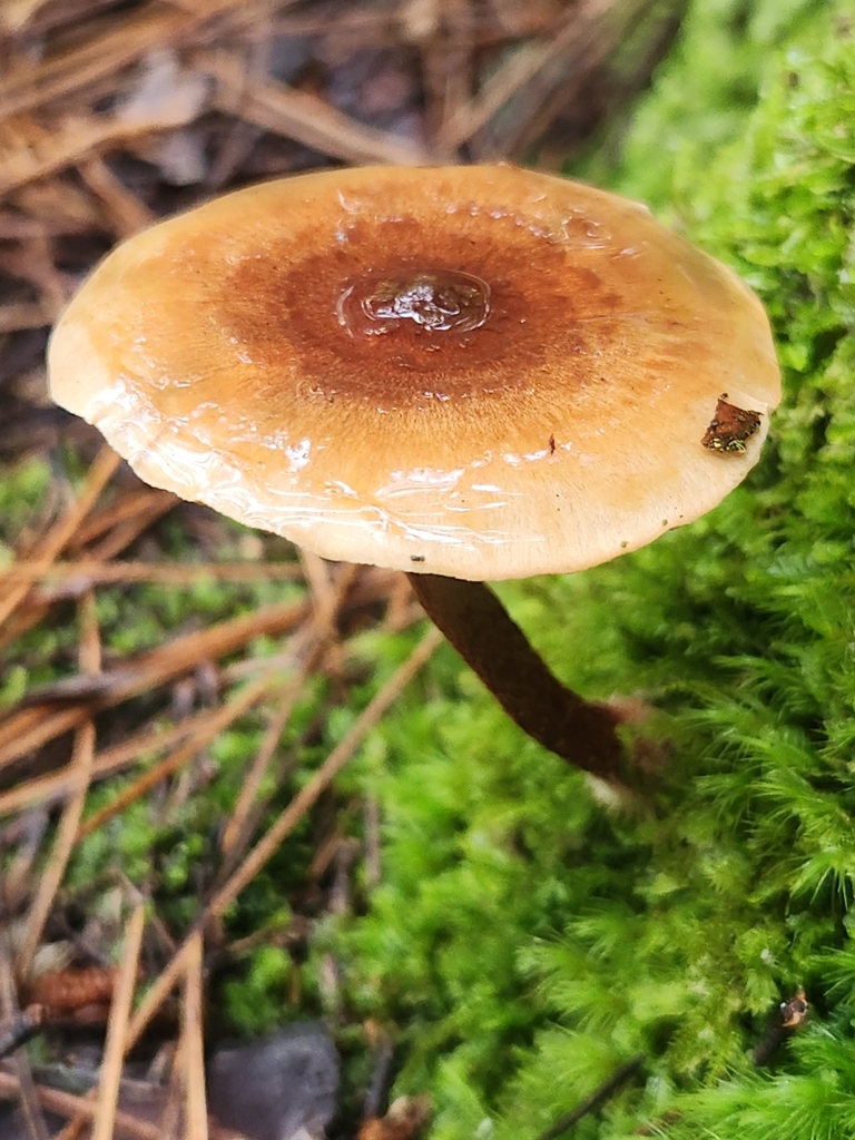Pholiota multicingulata · April 2025 · photo: © caroline1426 (iNaturalist, CC)
