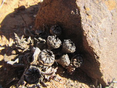 Pleiospilos compactus