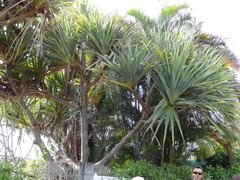 Pandanus montanus