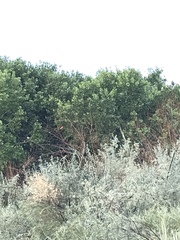 Piranga rubra