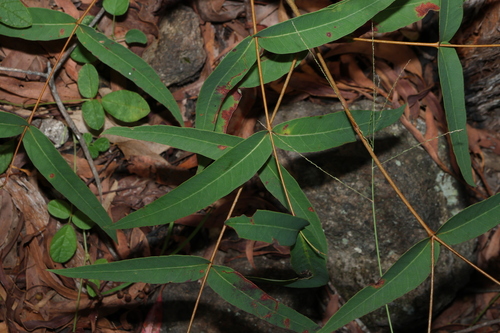 Image of Eucalyptus helidonica by (c) Greg Tasney, some rights reserved (CC BY-SA)