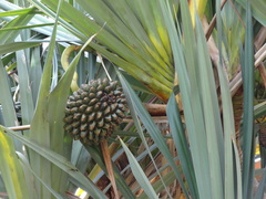 Pandanus montanus