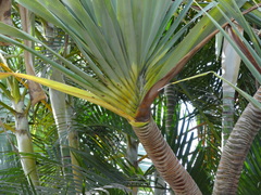 Pandanus montanus