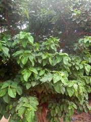 Ficus polita