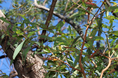 Image of Eucalyptus helidonica by (c) Greg Tasney, some rights reserved (CC BY-SA)