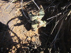 Pleiospilos compactus