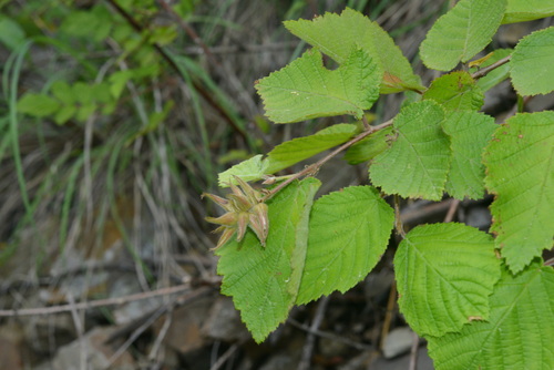 Corylus sieboldiana iNat (3)
