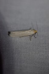 Crambidia xanthocorpa