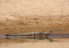Gavialis gangeticus
