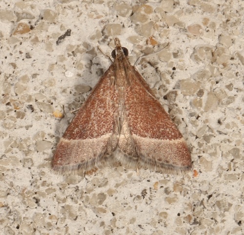 Lethal Pyrausta photo 5