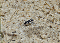 Cicindela abdominalis