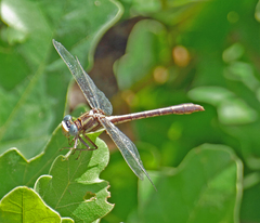 Phanogomphus minutus