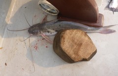 Calophysus macropterus
