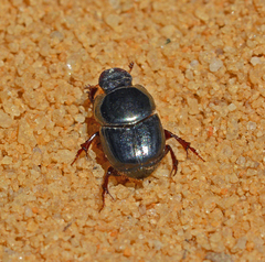 Onthophagus polyphemi
