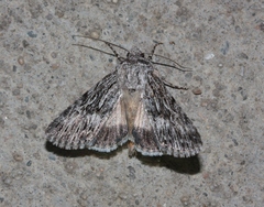 Sympistis poliochroa