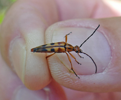Strangalia luteicornis