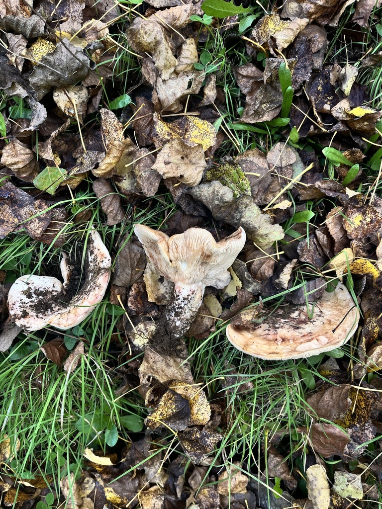 Lactarius controversus · April 2025 · photo: © sur_endemico (iNaturalist, cc-by-nc)