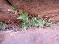 Asplenium cordatum