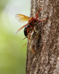 Sphecius grandidieri