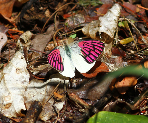 Malagasy Lilac Tip