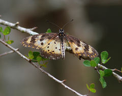 Acraea turna