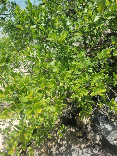 Pemphis acidula observed 2025-04-18