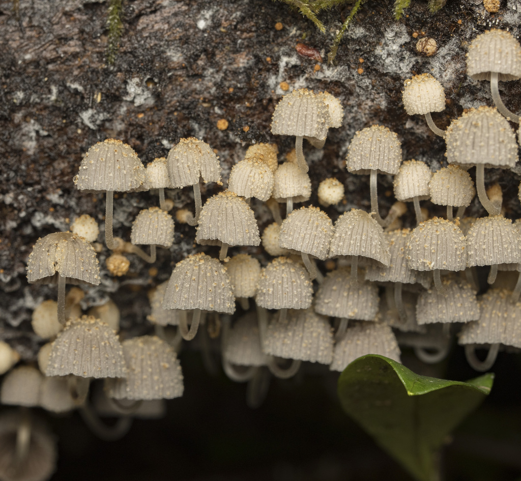 Coprinellus disseminatus · April 2025 · photo: © sur_endemico (iNaturalist, cc-by-nc)