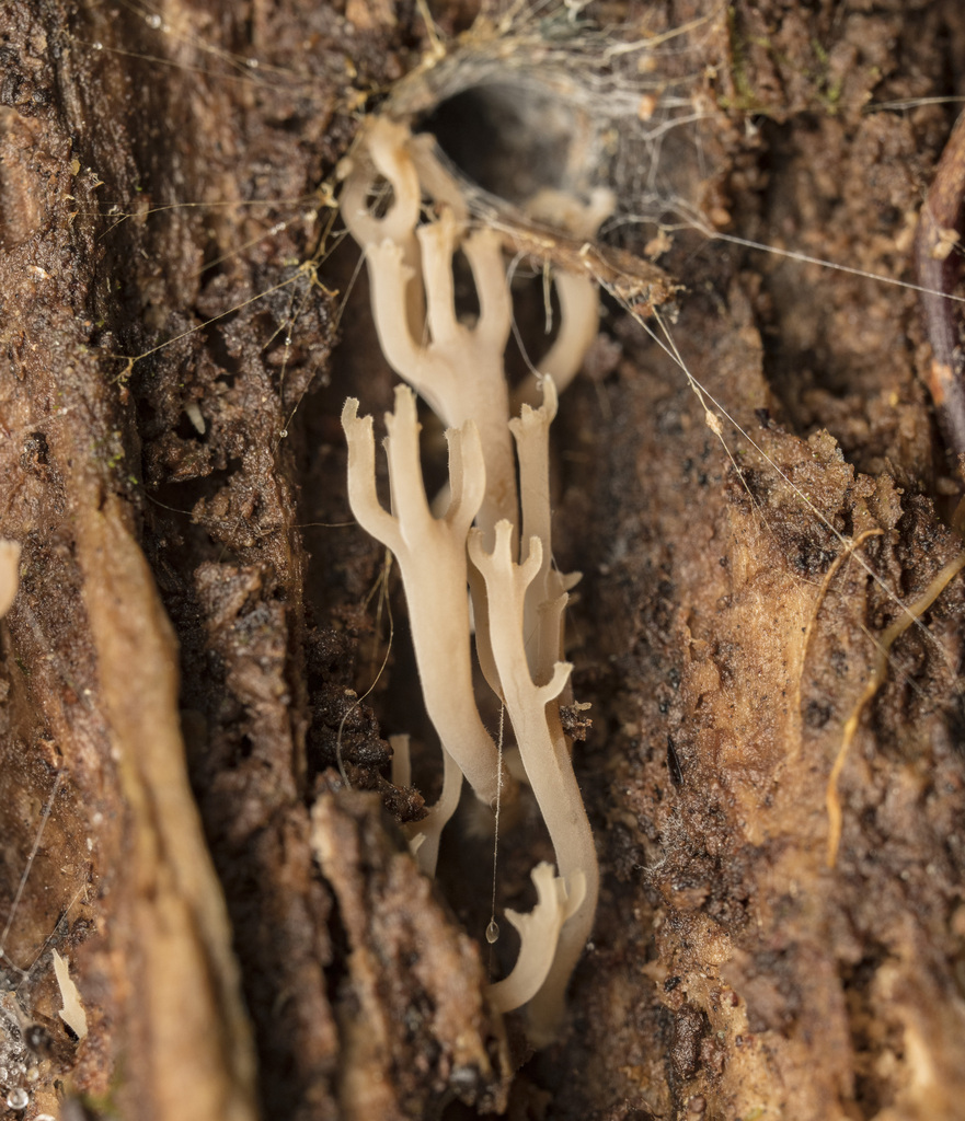 Artomyces nothofagi · April 2025 · photo: © sur_endemico (iNaturalist, cc-by-nc)