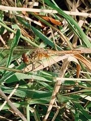 Sympetrum sanguineum