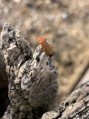 Sympetrum sanguineum