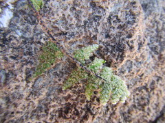 Asplenium cordatum