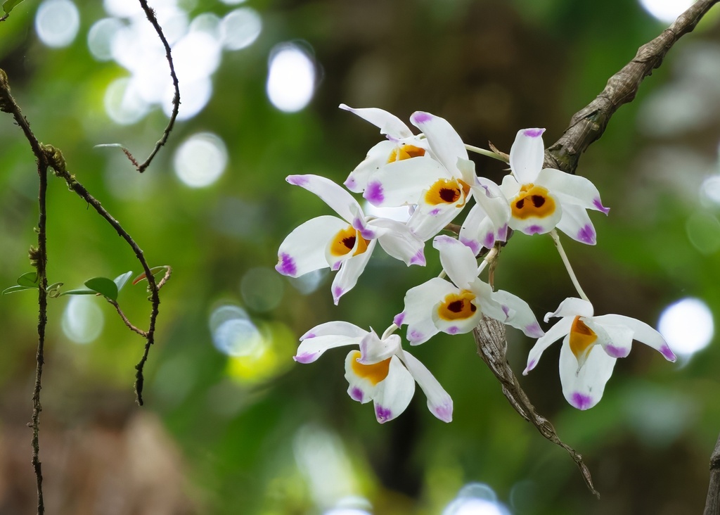 Dendrobium wardianum R.Warner 2