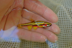 Tennessee Dace photo 2