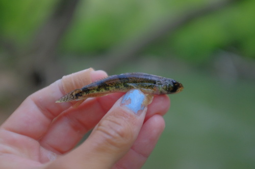 Snail darter (Percina tanasi) — Percidae — 2