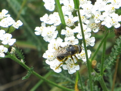 Merodon constans