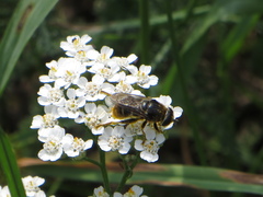 Merodon constans