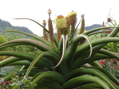 Aloe helenae
