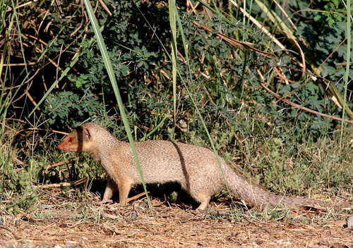 Small Indian Mongoose