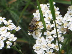 Merodon constans