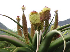 Aloe helenae