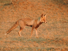Vulpes vulpes pusilla