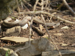 Vipera ammodytes