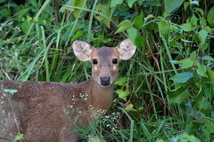 Axis porcinus