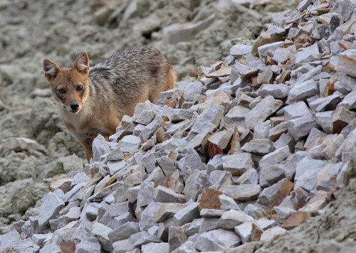 Indian Jackal