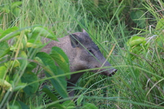 Sus scrofa cristatus